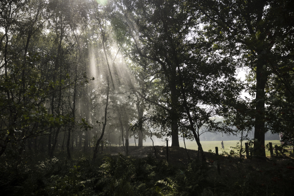 Provincie Zuid-Holland ziet natuur toenemen