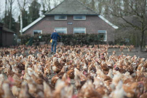 'Eén boer doet stikstofwinst snelheidsverlaging teniet'